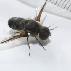 Bombyliidae (family) (Unidentified Bee fly) at Belconnen, ACT - 23 Feb 2024 by JohnGiacon