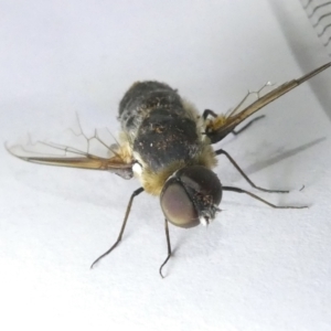 Bombyliidae (family) at Emu Creek Belconnen (ECB) - 23 Feb 2024 11:07 AM