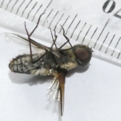 Bombyliidae (family) at Emu Creek Belconnen (ECB) - 23 Feb 2024