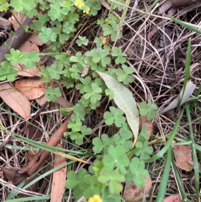 Oxalis sp. (Wood Sorrel) at Flea Bog Flat to Emu Creek Corridor - 22 Feb 2024 by JohnGiacon