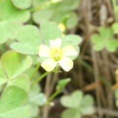 Oxalis sp. at Emu Creek Belconnen (ECB) - 23 Feb 2024