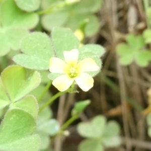 Oxalis sp. at Emu Creek Belconnen (ECB) - 23 Feb 2024