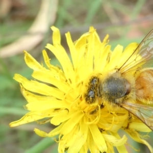 Apis mellifera at Emu Creek Belconnen (ECB) - 23 Feb 2024