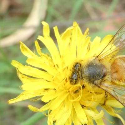 Apis mellifera (European honey bee) at Flea Bog Flat to Emu Creek Corridor - 22 Feb 2024 by JohnGiacon