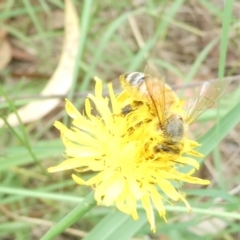 Apis mellifera at Emu Creek Belconnen (ECB) - 23 Feb 2024