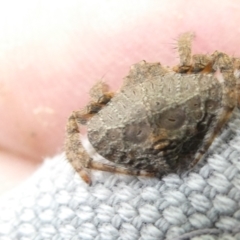 Dolophones sp. (genus) (Wrap-around spider) at Emu Creek Belconnen (ECB) - 22 Feb 2024 by JohnGiacon