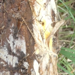 Unidentified Fungus at Emu Creek Belconnen (ECB) - 22 Feb 2024 by JohnGiacon