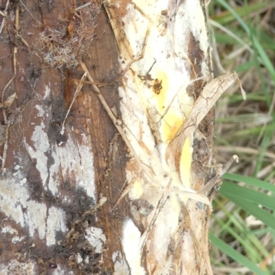 Unverified Fungus at Emu Creek Belconnen (ECB) - 23 Feb 2024 by JohnGiacon