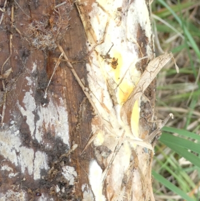 Unidentified Fungus at Flea Bog Flat to Emu Creek Corridor - 22 Feb 2024 by JohnGiacon