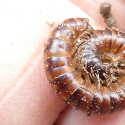 Diplopoda sp. (class) (Unidentified millipede) at Emu Creek Belconnen (ECB) - 22 Feb 2024 by JohnGiacon