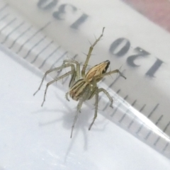 Oxyopes (genus) (Lynx spider) at Emu Creek Belconnen (ECB) - 23 Feb 2024 by JohnGiacon