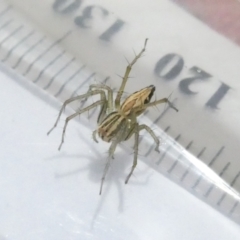 Oxyopes sp. (genus) (Lynx spider) at Flea Bog Flat to Emu Creek Corridor - 23 Feb 2024 by JohnGiacon