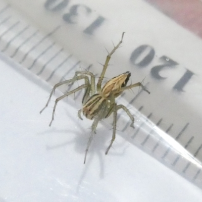 Oxyopes sp. (genus) (Lynx spider) at Emu Creek Belconnen (ECB) - 23 Feb 2024 by JohnGiacon