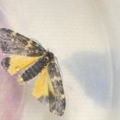 Halone (genus) (A Tiger moth) at Emu Creek Belconnen (ECB) - 23 Feb 2024 by JohnGiacon