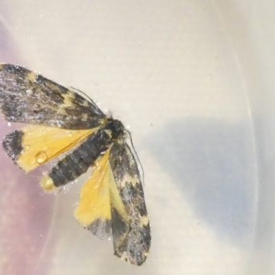 Halone (genus) (A Tiger moth) at Flea Bog Flat to Emu Creek Corridor - 23 Feb 2024 by JohnGiacon