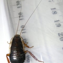 Drymaplaneta communis (Eastern Wood Runner, Common Shining Cockroach) at Emu Creek Belconnen (ECB) - 23 Feb 2024 by JohnGiacon