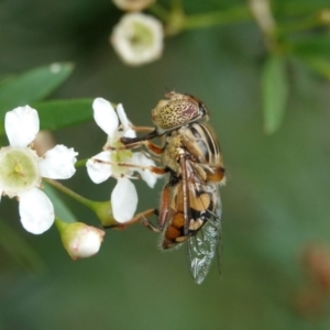 Eristalinus punctulatus at Hall, ACT - 23 Feb 2024