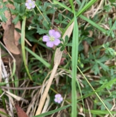 Geranium (genus) (Geranium) at Emu Creek Belconnen (ECB) - 23 Feb 2024 by JohnGiacon