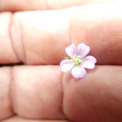 Geranium sp. at Undefined Area - 23 Feb 2024 09:56 AM