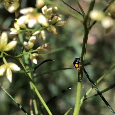 Apolinus lividigaster (Yellow Shouldered Ladybird) at Farrer Ridge - 22 Feb 2024 by melchapman