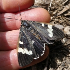 Phalaenoides glycinae (Grapevine Moth) at QPRC LGA - 23 Feb 2024 by arjay