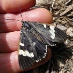 Phalaenoides glycinae (Grapevine Moth) at Charleys Forest, NSW - 22 Feb 2024 by arjay