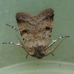 Agrotis porphyricollis (Variable Cutworm) at QPRC LGA - 16 Feb 2024 by arjay