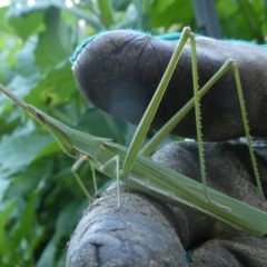 Acrida conica (Giant green slantface) at Charleys Forest, NSW - 20 Feb 2024 by arjay