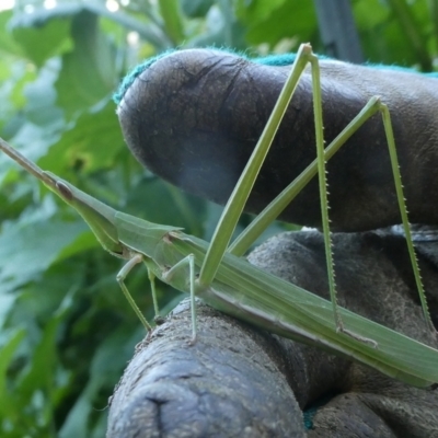 Acrida conica (Giant green slantface) at QPRC LGA - 20 Feb 2024 by arjay