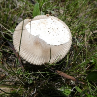 Amanita sp. (Amanita sp.) at Charleys Forest, NSW - 18 Feb 2024 by arjay