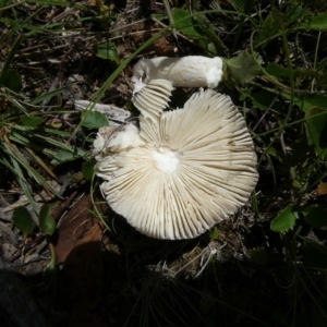 Amanita sp. at QPRC LGA - 18 Feb 2024