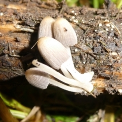 Coprinellus etc. (An Inkcap) at QPRC LGA - 17 Feb 2024 by arjay