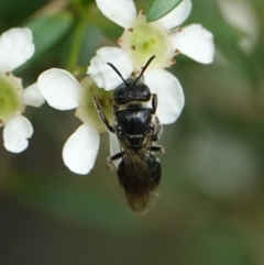 Euryglossa sp. (genus) (A native bee) at Hall, ACT - 22 Feb 2024 by Anna123