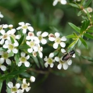 Euryglossa sp. (genus) at Hall, ACT - 23 Feb 2024