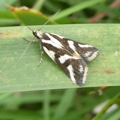 Epithymema incomposita (Chezela group) at Charleys Forest, NSW - 15 Feb 2024 by arjay