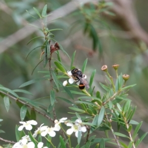 Williamsita sp. (genus) at Hall, ACT - 23 Feb 2024