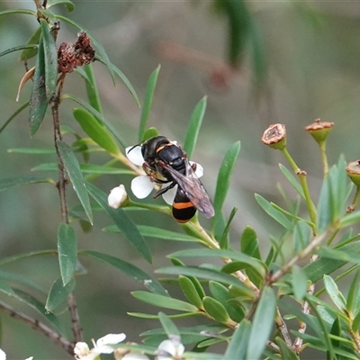 Williamsita sp. (genus) at Hall, ACT - 23 Feb 2024 by Anna123