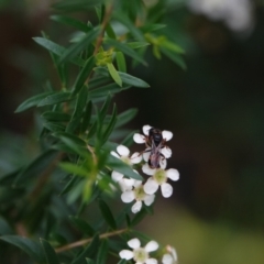 Williamsita sp. (genus) at Hall, ACT - 23 Feb 2024