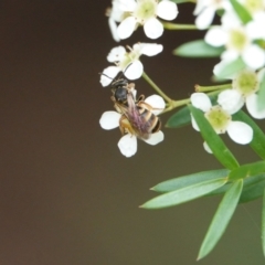 Lasioglossum (Chilalictus) bicingulatum (Halictid Bee) at Hall, ACT - 23 Feb 2024 by Anna123