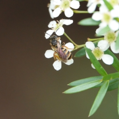 Lasioglossum (Chilalictus) bicingulatum (Halictid Bee) at Hall, ACT - 23 Feb 2024 by Anna123