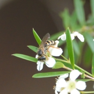 Lasioglossum (Chilalictus) bicingulatum at Hall, ACT - 23 Feb 2024 10:30 AM