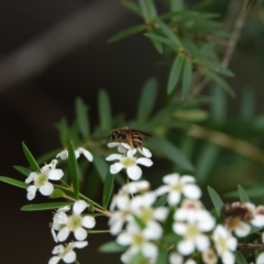 Lasioglossum (Chilalictus) bicingulatum at Hall, ACT - 23 Feb 2024 10:30 AM