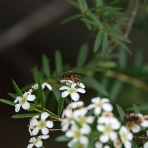 Lasioglossum (Chilalictus) bicingulatum at Hall, ACT - 23 Feb 2024