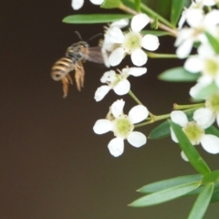 Lasioglossum (Chilalictus) bicingulatum at Hall, ACT - 23 Feb 2024 10:30 AM