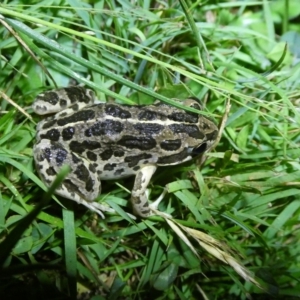 Limnodynastes tasmaniensis at QPRC LGA - suppressed