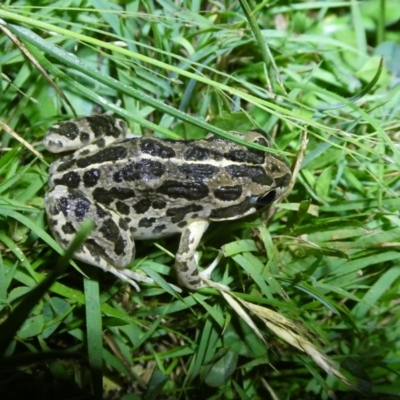 Limnodynastes tasmaniensis (Spotted Grass Frog) at Charleys Forest, NSW - 12 Feb 2024 by arjay