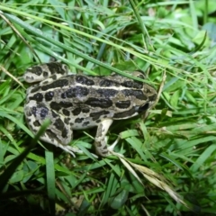 Limnodynastes tasmaniensis (Spotted Grass Frog) at QPRC LGA - 12 Feb 2024 by arjay