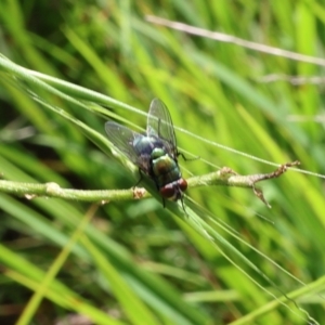 Chrysomya sp. (genus) at Lyons, ACT - 23 Feb 2024 02:48 PM