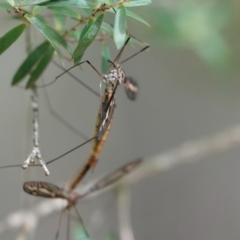 Tipulidae sp. (family) (Unidentified Crane Fly) at Hall, ACT - 23 Feb 2024 by Anna123