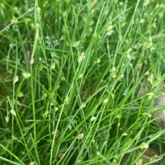 Isolepis subtilissima (Dwarf Clubsedge) at Tallaganda State Forest - 21 Feb 2024 by JaneR